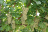 Arcari + Danesi Franciacorta Saten 2018