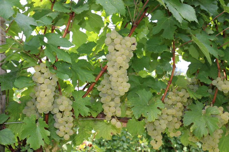 Arcari + Danesi Franciacorta Saten 2018