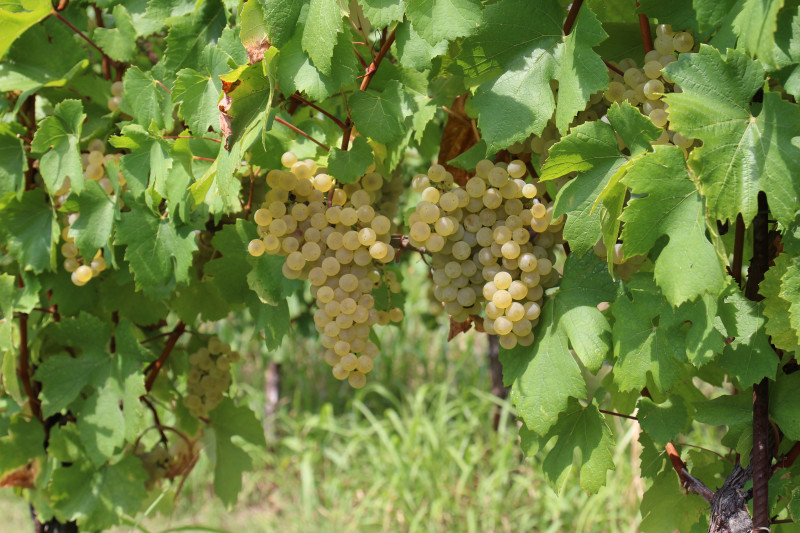 Arcari + Danesi Franciacorta Saten 2018