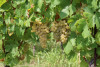 Arcari + Danesi Franciacorta Saten 2018