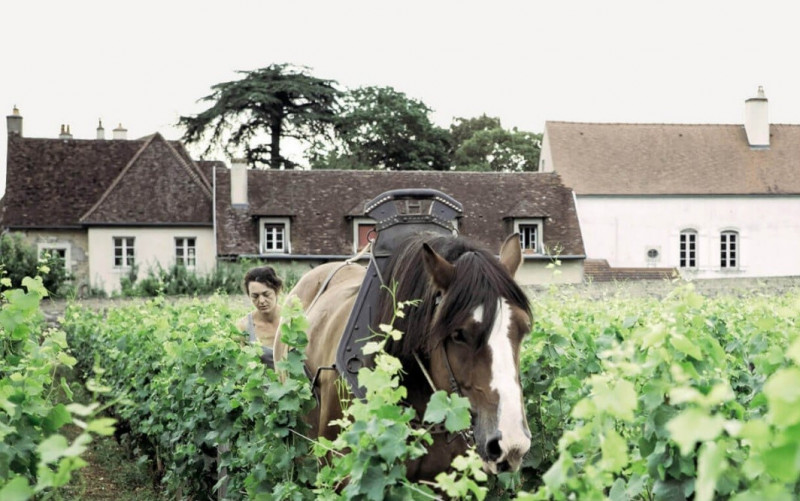 Arlaud Bourgogne Morey-Saint-Denis 2017