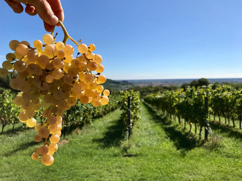 Balestri Valda Soave Classico Lunalonga 2018