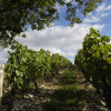 Francois le Saint Pouilly-Fumé 2022