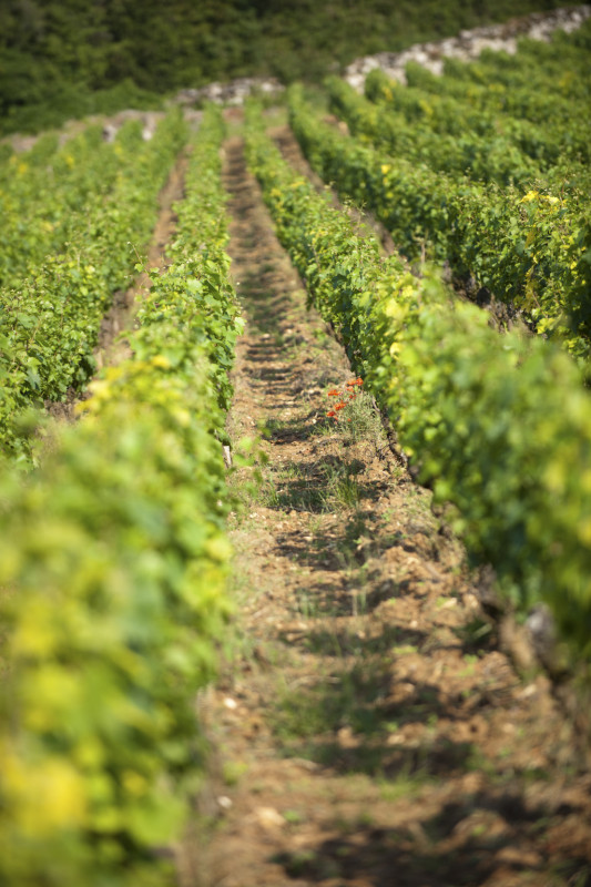 Domaine Ninot Bourgogne Rully 1er Cru Grèsigny 2020