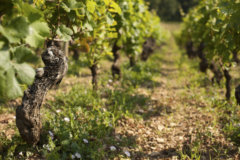 Domaine Ninot Bourgogne Rully 1er Cru Grèsigny 2020