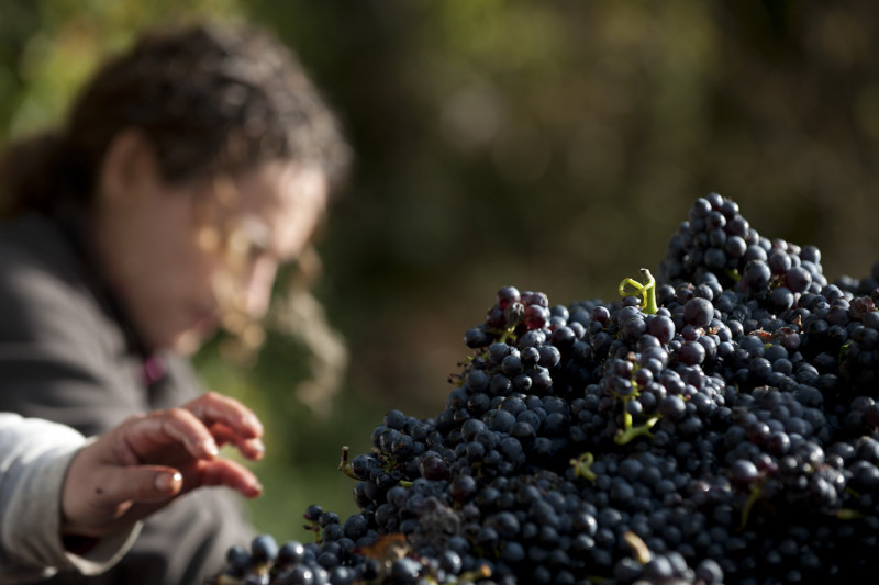 Domaine Ninot Bourgogne Rully 1er Cru Grèsigny 2020