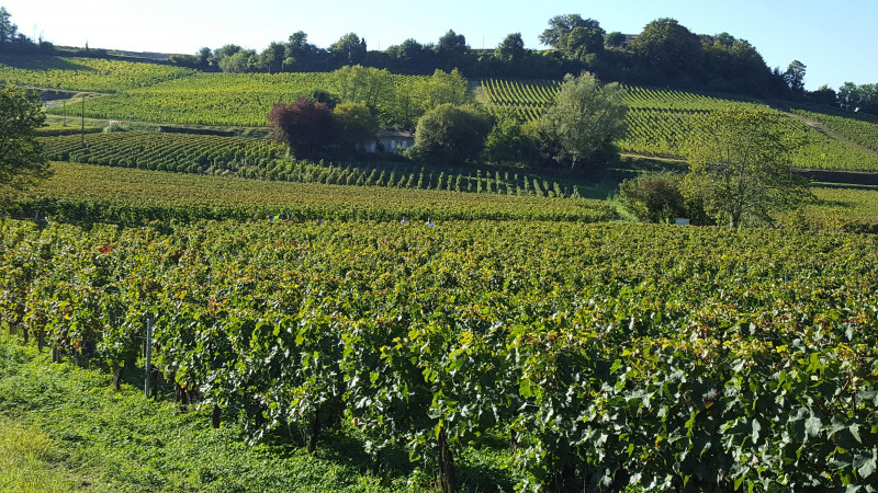 Jean-Yves Millaire Bordeaux Chateau Lamarche Canon 2019