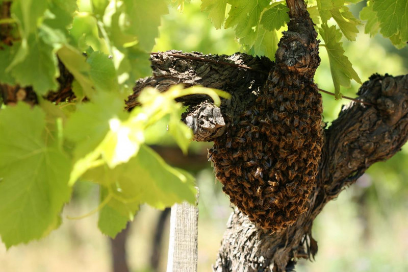 Domaine Duseigneur Chateauneuf-du-Pape Matteo 2022