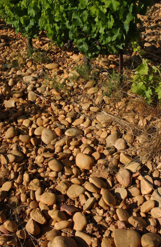 Domaine Duseigneur Chateauneuf-du-Pape Matteo 2022