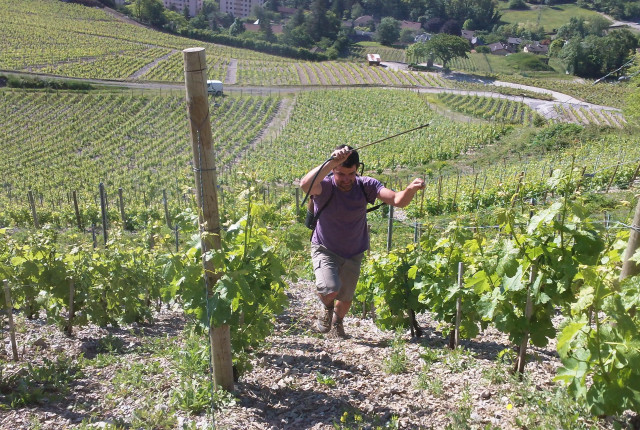 Domaine Adrien Berlioz