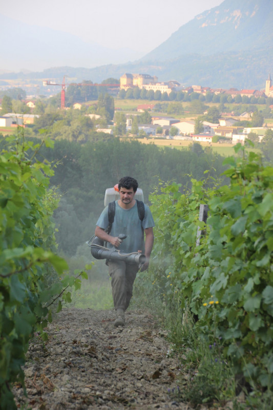 Roussette de Savoie Altesse Zulime 2020