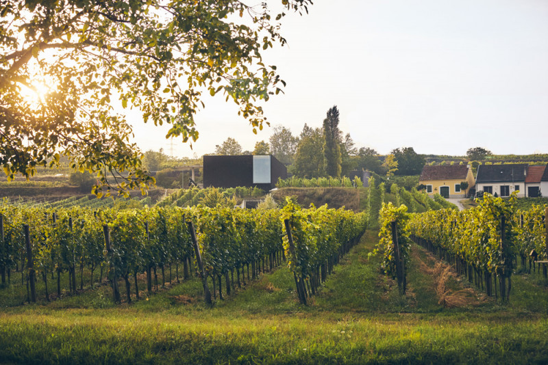 Weingut Loimer Ried Käferberg Erste Lage Grüner Veltriner 2019