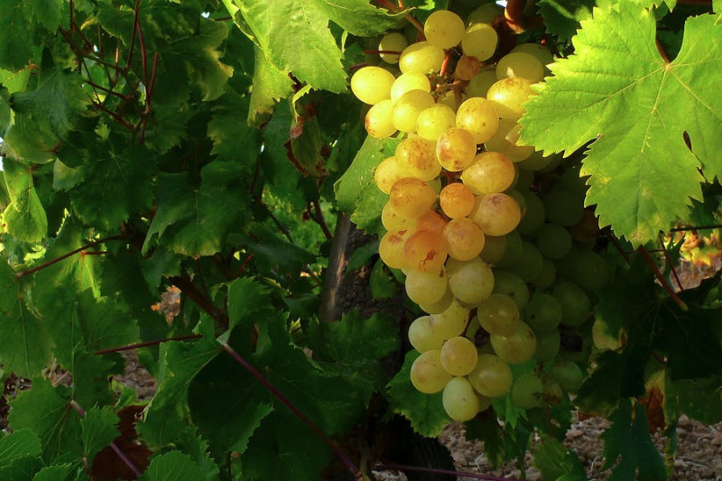 Hibiscus Zibibbo Grotta dell'Oro 2022