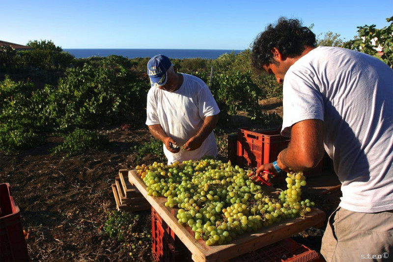 Hibiscus Zibibbo Grotta dell'Oro 2022