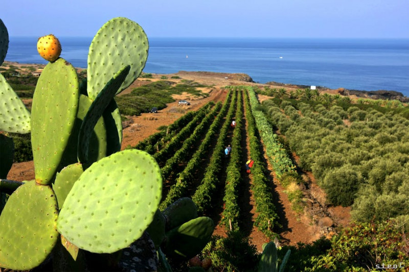 Hibiscus Zibibbo Grotta dell'Oro 2022