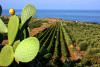 Hibiscus L'isola Bianco 2023