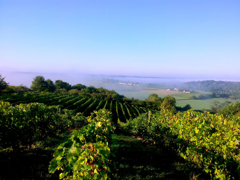 Baudouin Anjou Rouge Coteaux d'Arden 2015