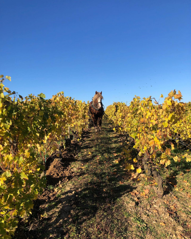 Baudouin Anjou Rouge Coteaux d'Arden 2015