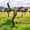 Domaine Santamaria Patrimonio Blanc 2019