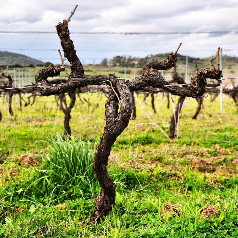 Domaine Santamaria Patrimonio Rouge 2016