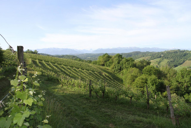 Il fascino dello Jurancon, AOC ai piedi dei Pirenei risalente al 1936