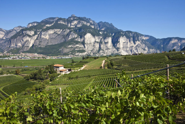 I profumi, il carattere e la finezza dei vini di montagna del Trentino Alto Adige