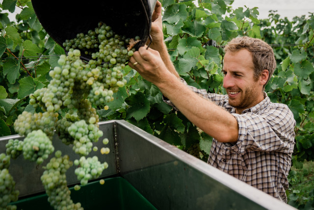 La selezione di Riesling di Enovely! 