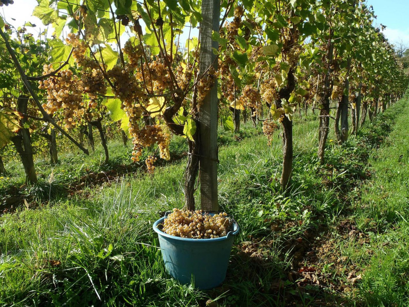Clos Lapeyre Juranҫon Sec Vintage Vielh 2020