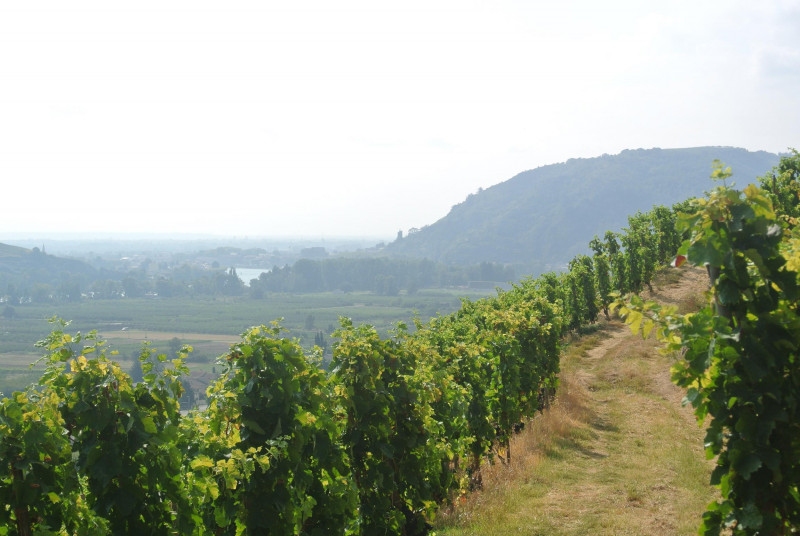 Saint-Joseph Syrah L'Instinct 2022