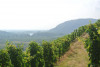 Saint-Joseph Syrah L'Instinct 2022