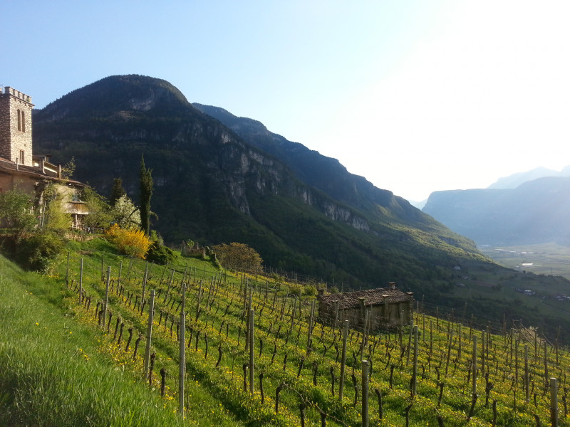 Maso Thaler Alto Adige Sauvignon 2022