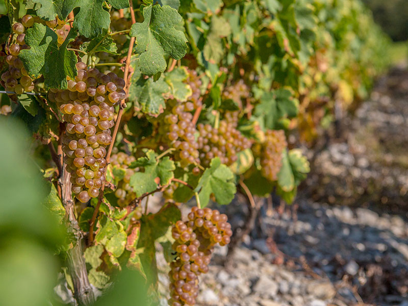 Domaine Jean Vullien Roussette de Savoie 2020