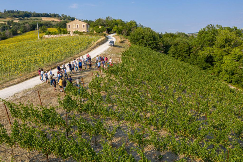Verdicchio dei Castelli di Jesi Classico Superiore Arsicci 2023