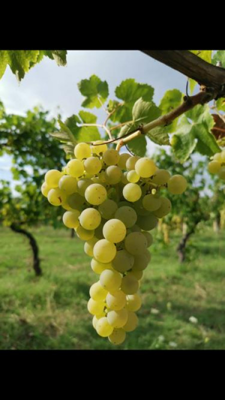 Verdicchio dei Castelli di Jesi Classico Superiore Arsicci 2023