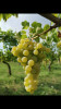 Verdicchio dei Castelli di Jesi Classico Superiore Arsicci 2023