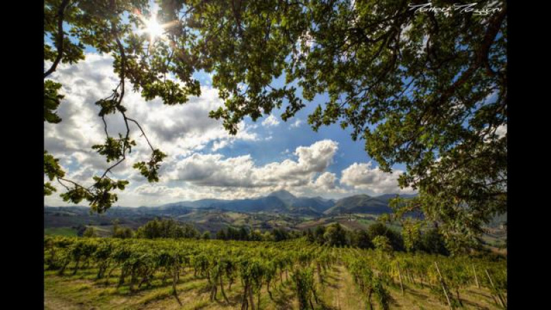 Verdicchio dei Castelli di Jesi Classico Superiore Arsicci 2023