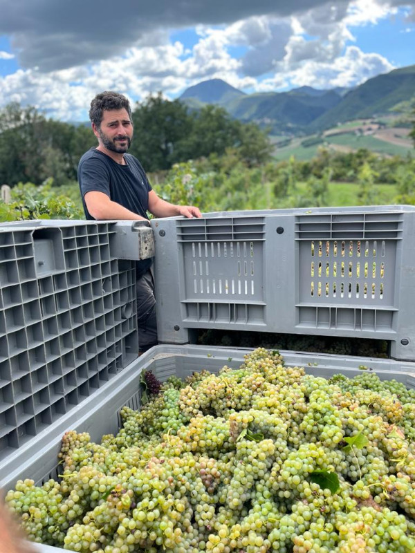 Verdicchio dei Castelli di Jesi Classico Superiore Arsicci 2023