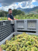Verdicchio dei Castelli di Jesi Classico Superiore Arsicci 2023