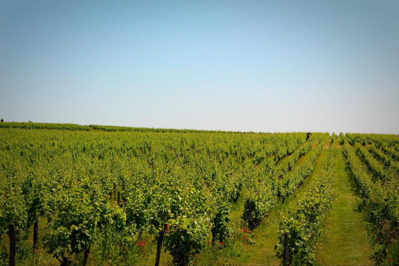 Saumur Chenin Blanc le Refuges de Chavannes 2018