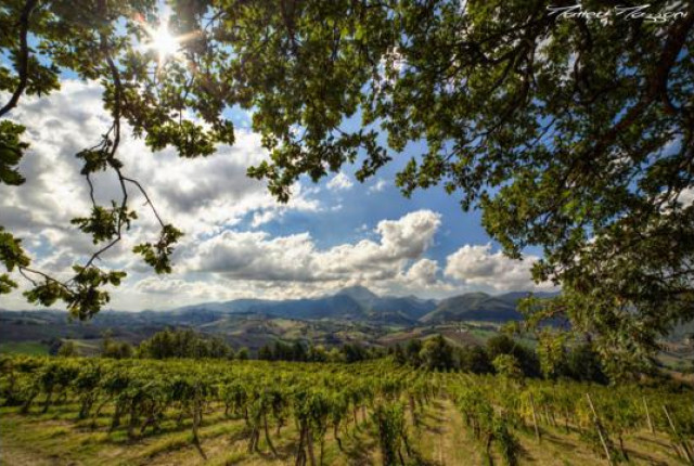Il Verdicchio dei Castelli di Jesi! 