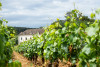 Chateau de Garnerot Bouzeron Aligoté Les Louères 2020