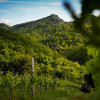 Monterotondo Malvasia Toscana Sassogrosso 2023
