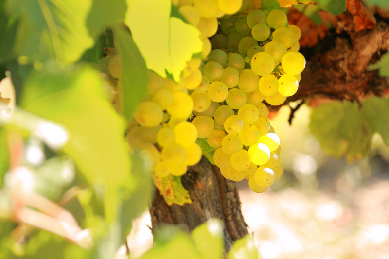 J. Laurens Crémant de Limoux Les Graimenous