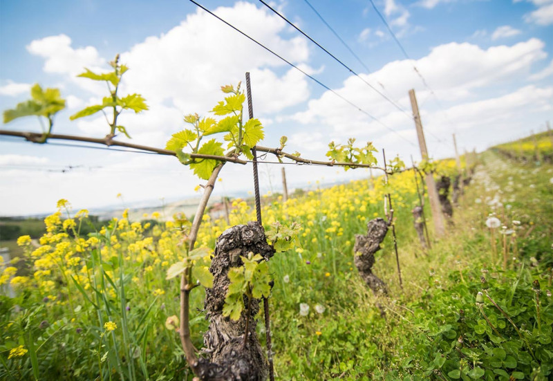 Bongioanni Dolcetto d'Alba 2022