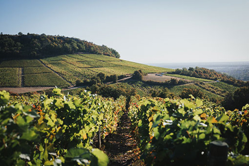 Chateau de Garnerot Bourgogne Rouge Terres de Garnerot 2021