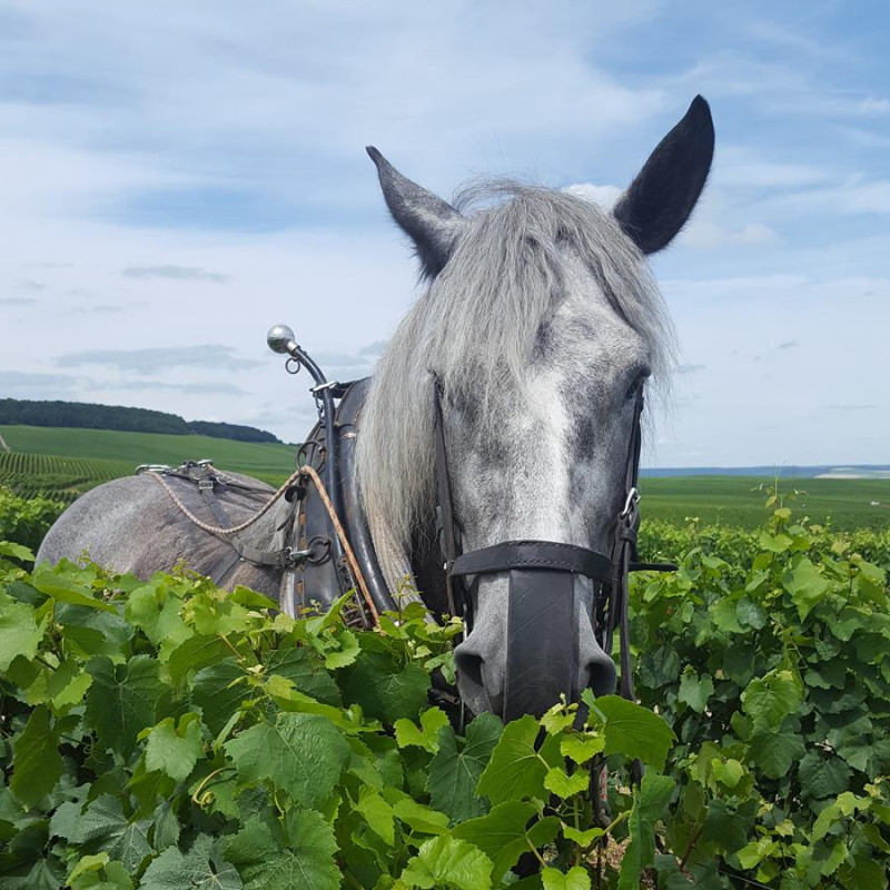 Waris Hubert Champagne Rosé Premier Cru Succulente Extra Brut