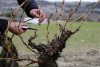Ribera del Duero La Cueva 2018