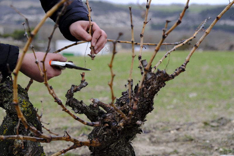 Ribera del Duero La Cueva 2018