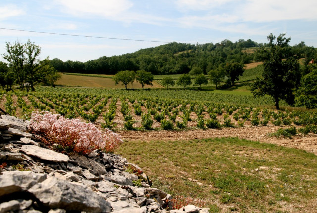 Cahors, il territorio del "vino nero", prodotto con l'affascinante vitigno Malbec!