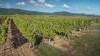Scheidecker Alsace Riesling 2022